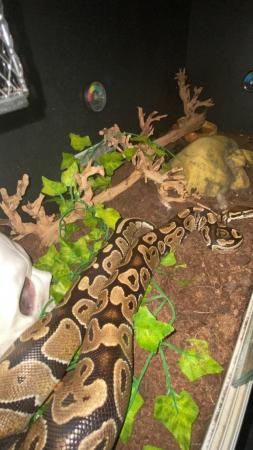 Image 1 of 2 year old bull python great pet