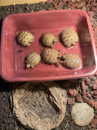Image 2 of Horsefield Tortoise for sale