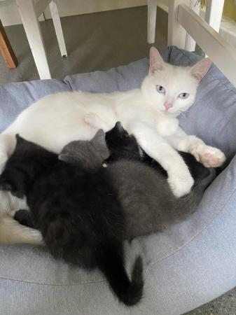 Image 4 of 2 male kittens, black, black&white