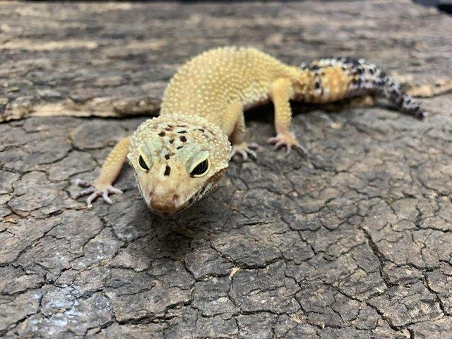 Preview of the first image of Super Hypo Leopard Geckos..........