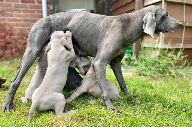 Image 2 of Special home needed Beautiful Blue Weimaraner Puppy