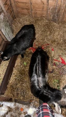 Image 3 of Two pygmy Goats for sale