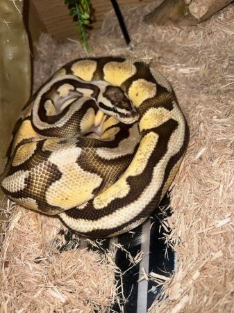Image 2 of Vanilla ball Snake + viv for sale