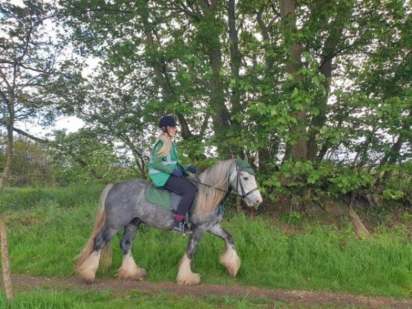 Image 3 of 13.3hh, ride and drive cob gelding. 7yo