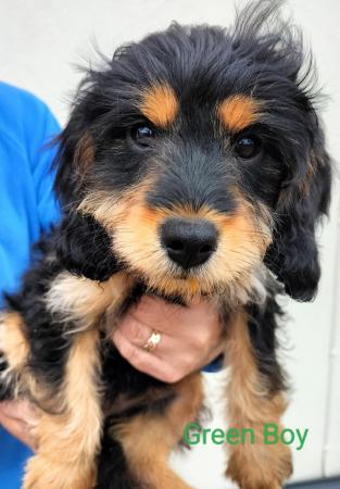 Image 1 of READY NOW! DNA Health Tested F1 Cavapoo Pups
