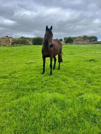 Image 8 of Beautiful Project / Broodmare Sports Pony