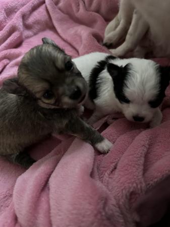 Jack Chi (Dad Chihuahua Mum Chihuahua X Jack Russell) for sale in Arnold, Nottinghamshire