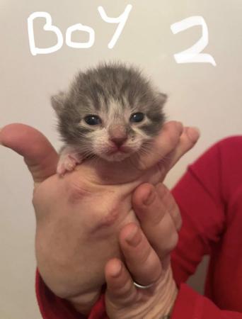 Image 1 of Grey/white kittens mixed