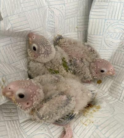 Image 2 of Baby parrots (conures) silly tame hand reared