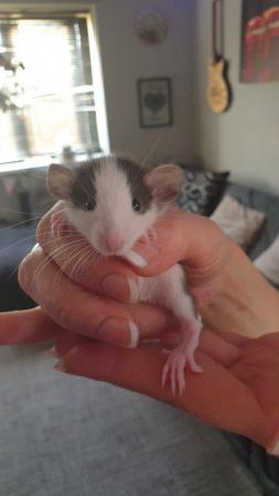 Image 5 of Beautiful baby dumbo rats available