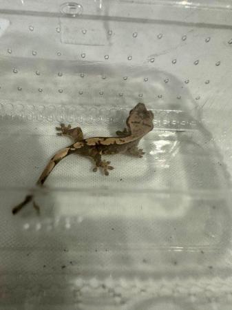 Image 4 of Crested gecko babies available now