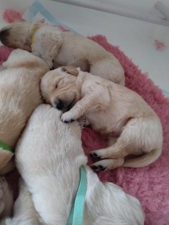 Image 3 of Golden retriever puppies