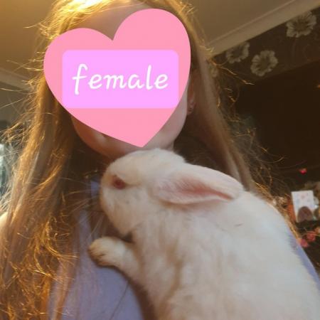 Image 7 of Netherland dwarf rabbits 1 male 1 female available