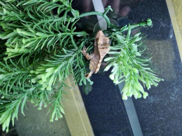 Image 3 of Crested gecko babies for sale