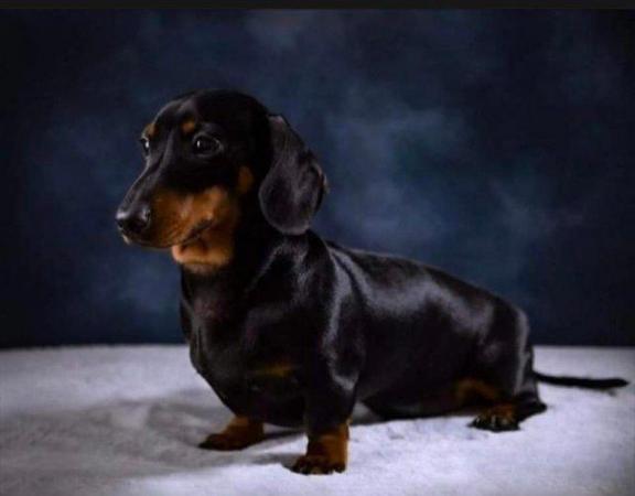 Image 4 of Kc registered miniature smooth daschunds