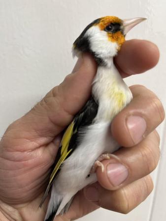 Image 2 of Siberian Goldfinch for sale
