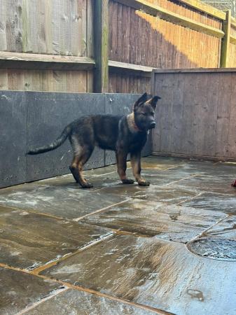 Image 1 of German Shepherd Puppies FULLY VACCINATED KC REGISTERED
