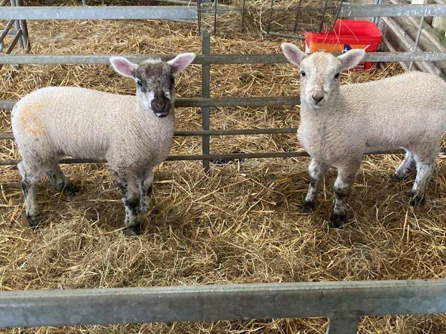 Preview of the first image of SOLD Pair of Cade ewe lambs must go together.