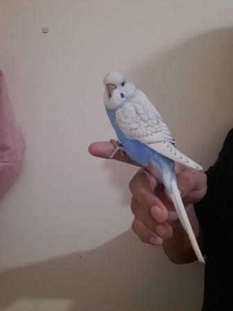 Image 12 of Young baby budgies hand tamed for sale