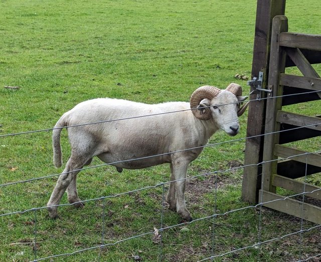 Preview of the first image of Proven Wiltshire Horn Ram Located in Hampshire.
