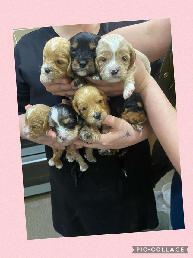 Preview of the first image of REDUCED!!! REDUCED!!!!Beautiful litter of caverpoo’s.