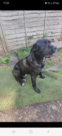 Image 2 of 1 year cane corso cross mastiff , looking for a good home
