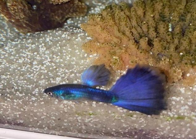 Image 2 of Guppy Moscow Purple or green. Bristol. 4 fish £15