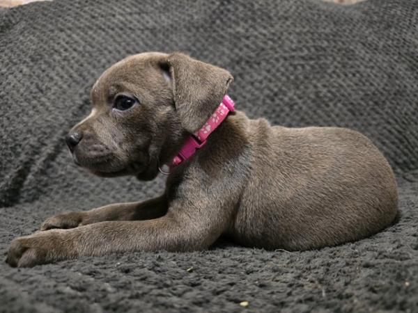Image 3 of READY NOW... BLUE KC STAFFY PUPS