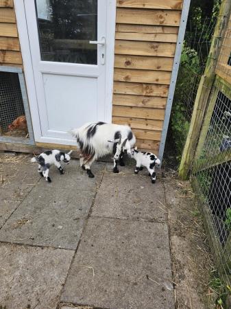 Image 1 of Pygmy goats for sale ready now