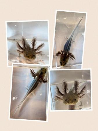 Image 5 of Axolotls for Sale various morphs