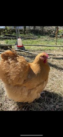 Image 2 of Exhibition Quality Buff Orpington Hatching Eggs x 6
