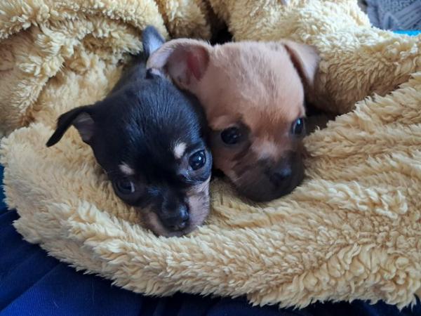 Image 5 of Sweet playful chihuahua puppy Manchester