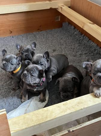 Image 9 of French Bulldogs**Ready to leave**