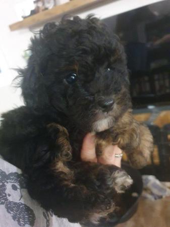 Image 6 of kc reg tiny chocolate toy poodle for stud only