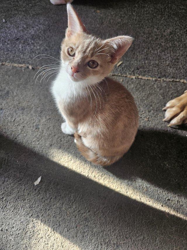 3month Beuitful kittens ready to go now — photo 3 of 4