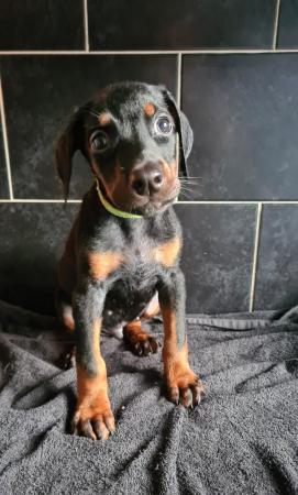 Image 2 of READY NOW Doberman puppies from health tested parents