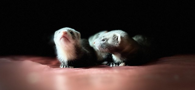Preview of the first image of Ferret kits for sale 1 albino hob 2 polecat Jill’s.