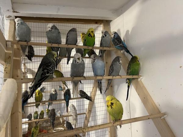Image 6 of Budgies exhibition and pet types