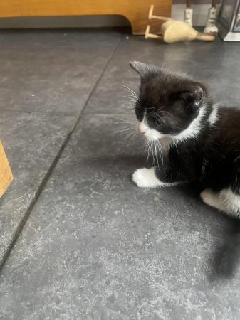 Image 6 of 9 week old kittens for sale