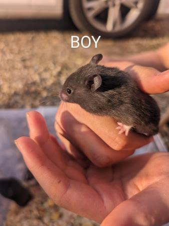 Image 6 of Friendly, baby Syrian hamsters
