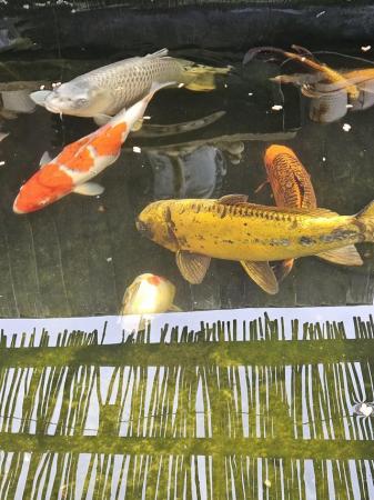 Image 8 of Koi fish for sale closing down my pond