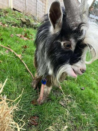 Image 2 of Two pygmy Goats for sale