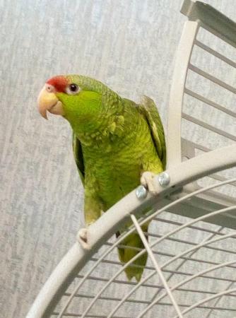 Image 5 of Amazon parrot talking young