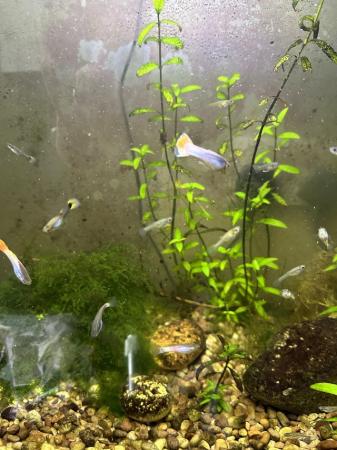 Image 1 of Guppies for sale. 20 males for £10 various colours