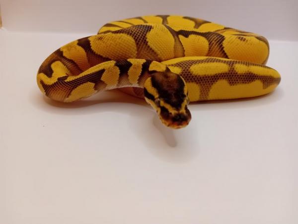 Image 1 of Beautiful Female Ball python for sale!!!