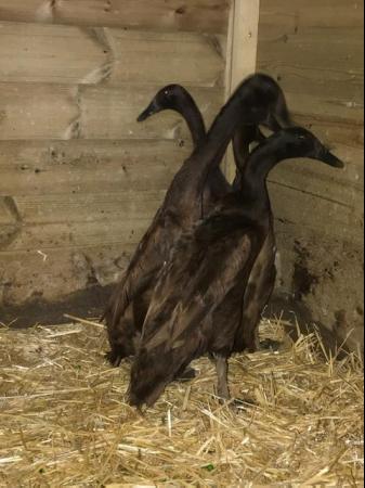 Image 3 of 6 x Pure Chocolate Indian Runner Duck Hatching Eggs