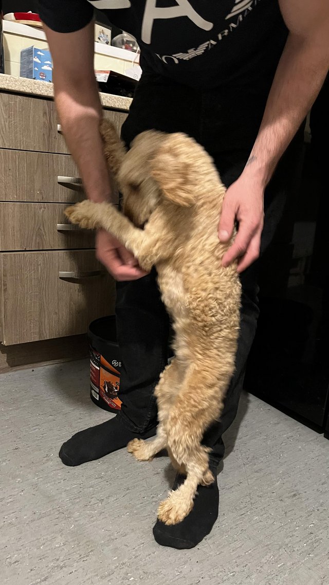 Preview of the first image of 8 month old female cockapoo.