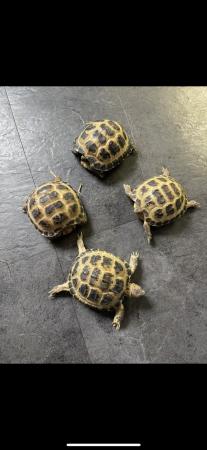Image 3 of Baby Horsefield tortoise