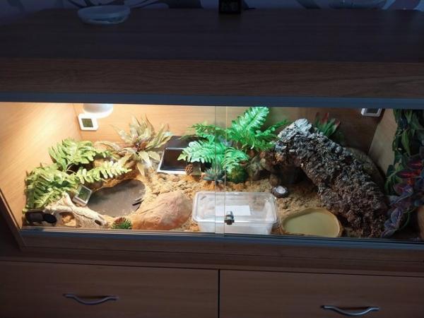 Image 11 of Female leopard gecko with everything