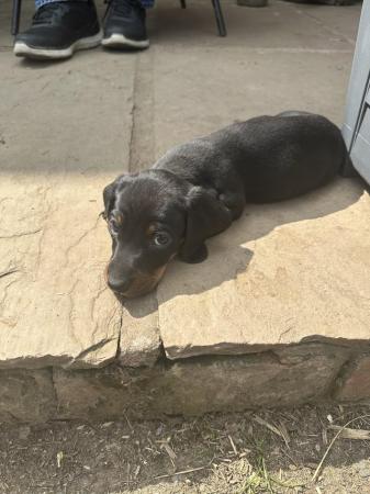 Image 12 of Dachshund pups ready to leave now!!